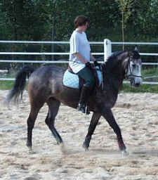dressage